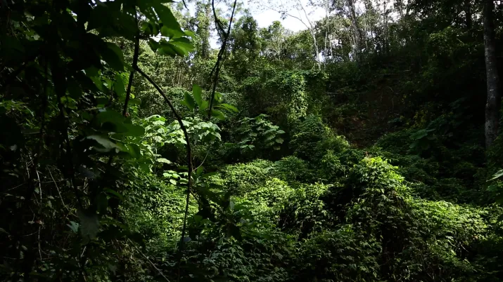 Préserver la forêt mexicaine, un nouveau mode de gestion du territoire - Image -