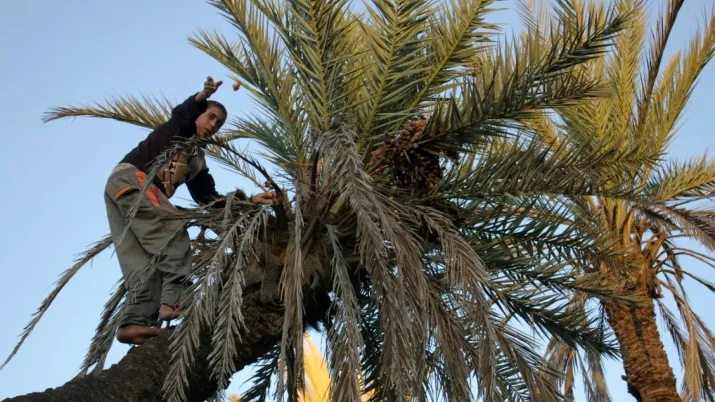 La société civile s’engage pour la sauvegarde des oasis